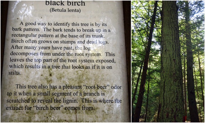 Cook Forest