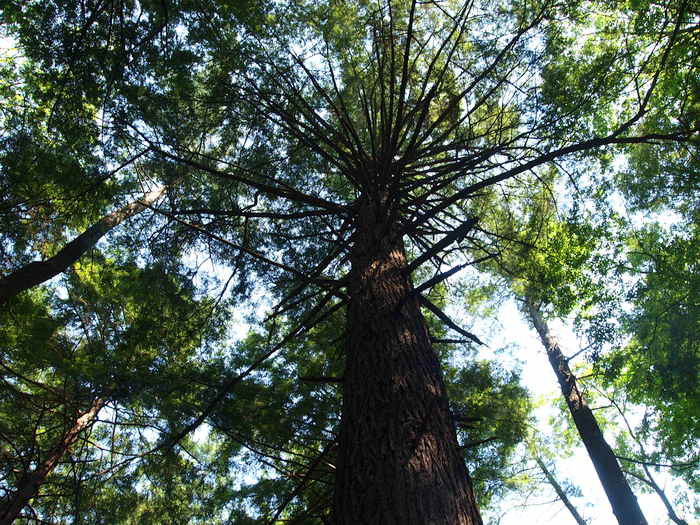 Cook Forest
