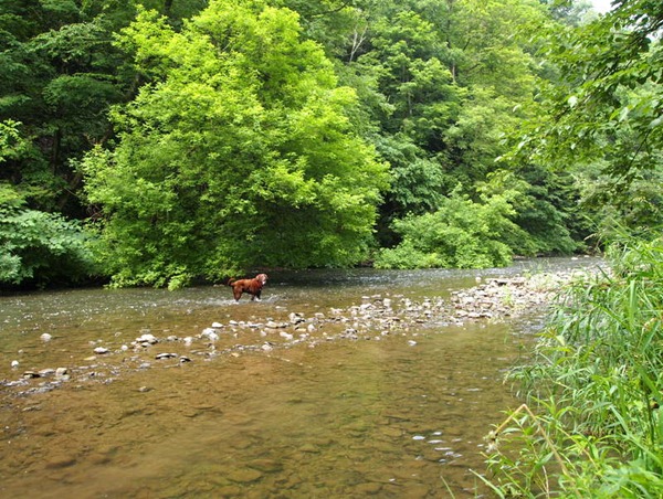 A shipping canal turned wading stream