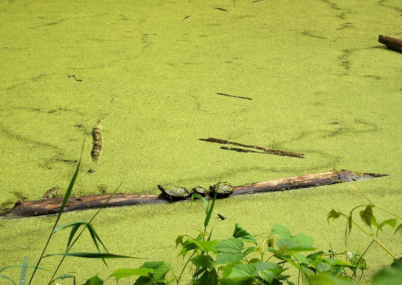 Keuka Lake Outlet Trail