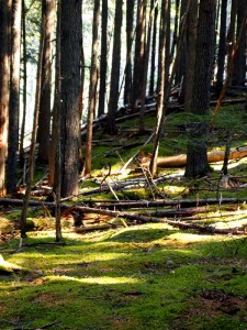 Glacier National Park