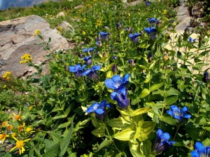 Glacier National Park