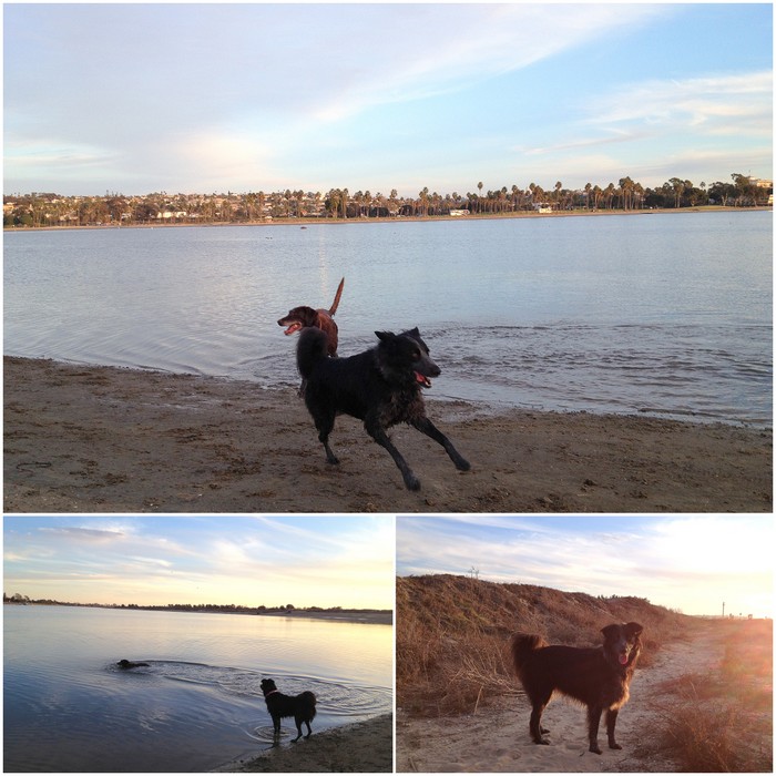 Excitement on the beach, Polly waits for Phineas to get the stick, Polly looking pretty in the sun