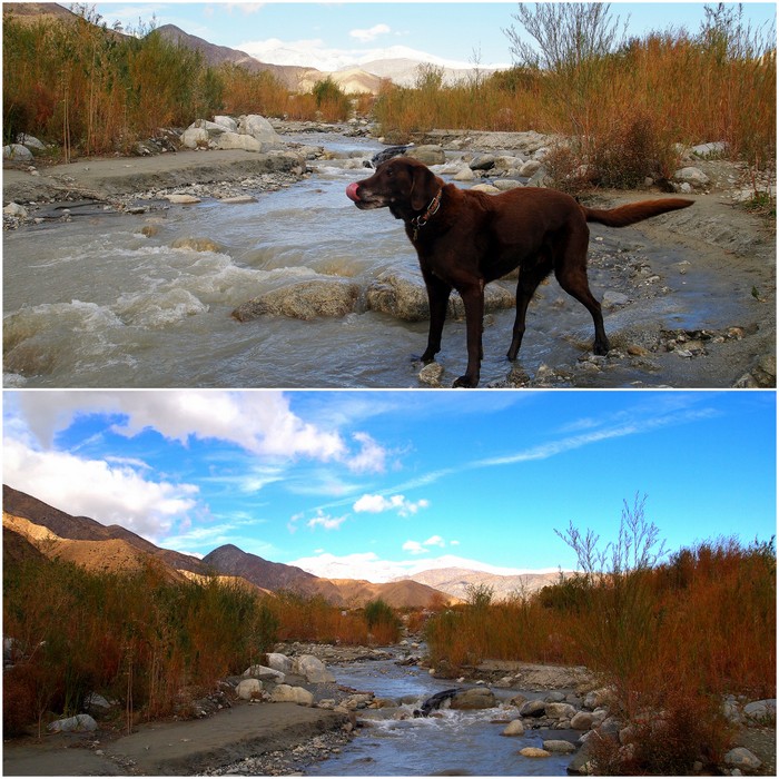 Phineas enjoying the lovely stream
