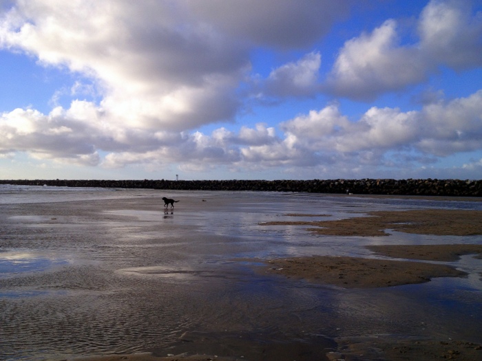 Another trip to the dog beach