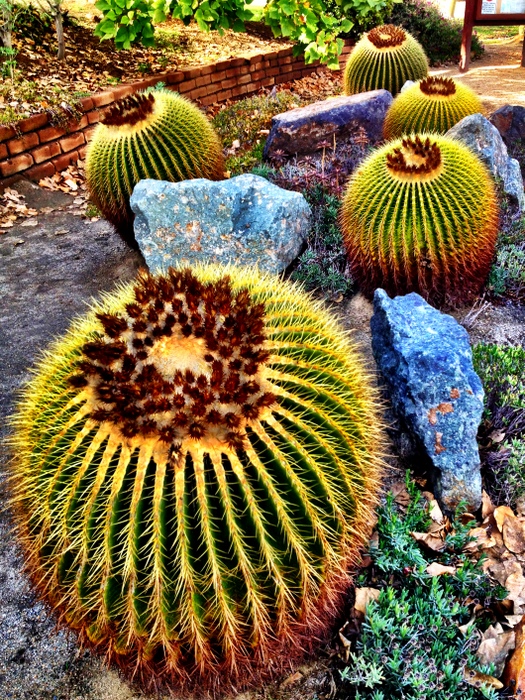 Balboa Park Desert Garden