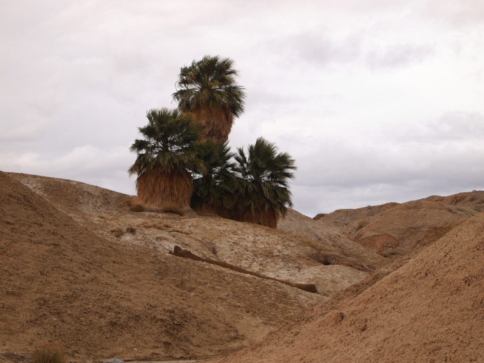 Borrego Springs