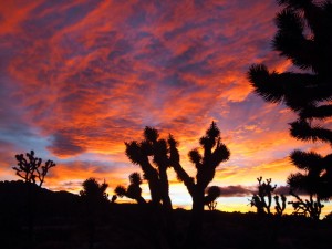 Mojave National Preserve