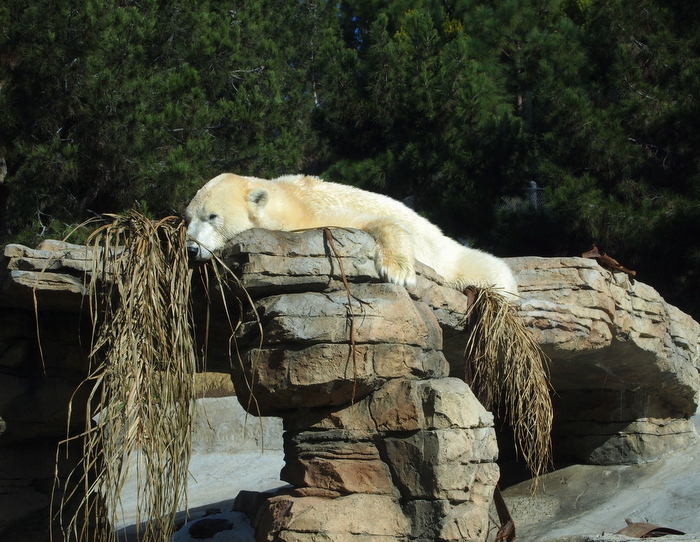 Lounging Polar Bear