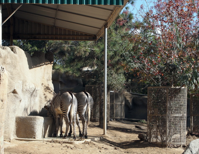 The best Zebra photo was from behind... of their behinds