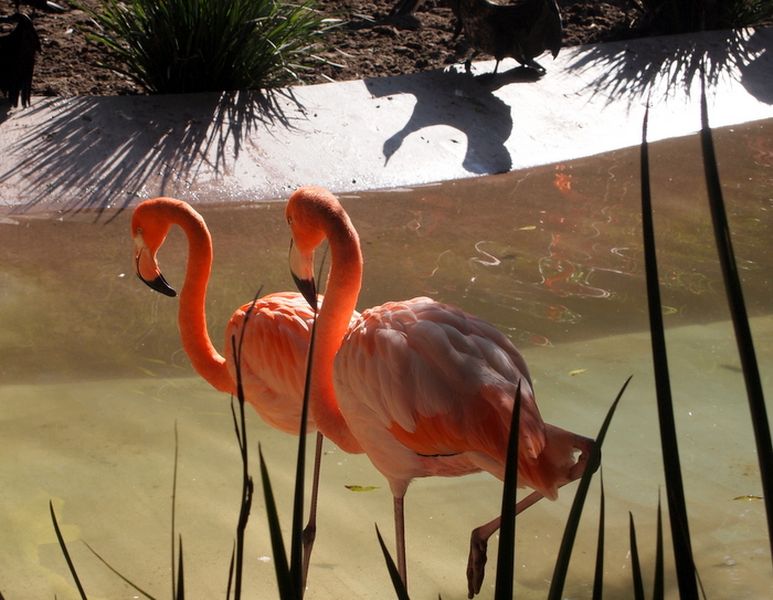 Flamingos are so cool