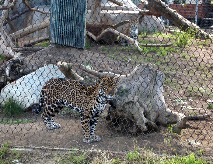 A beautiful animal behind bars