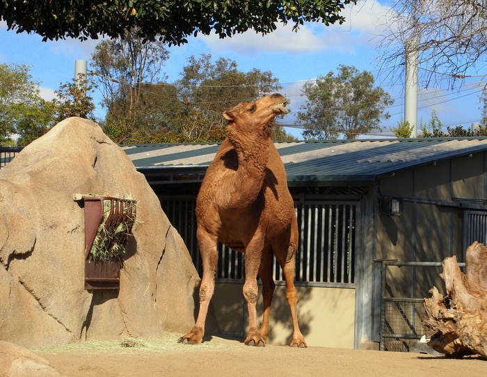 Camels are funny