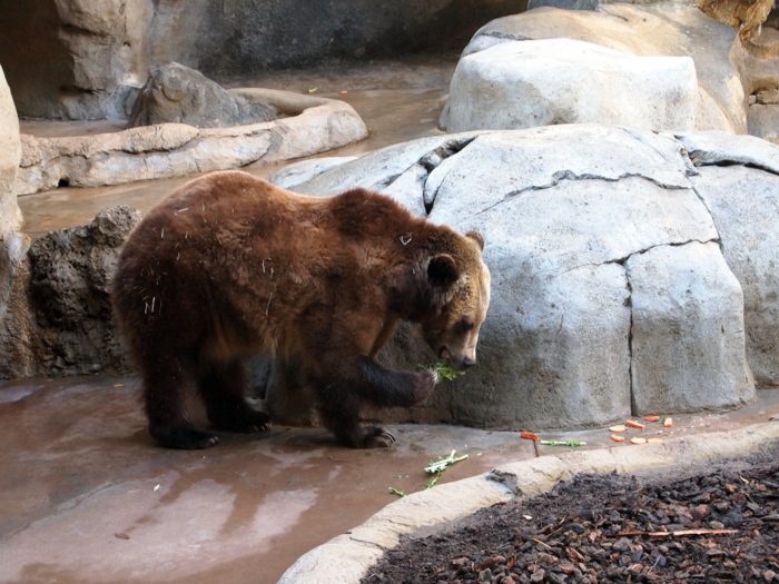 A Grizzly munching on kale