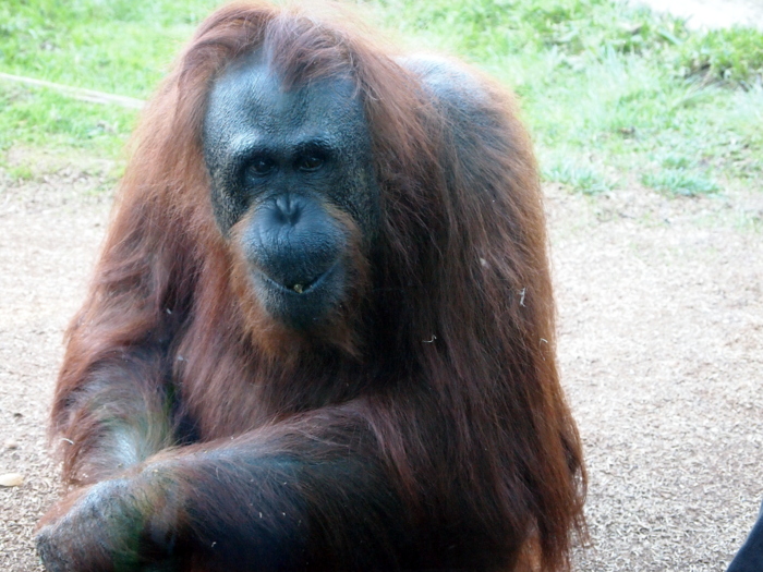 An curious Orangutan named Karen