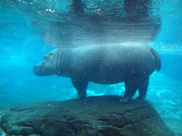 A Hippo taking an underwater nap
