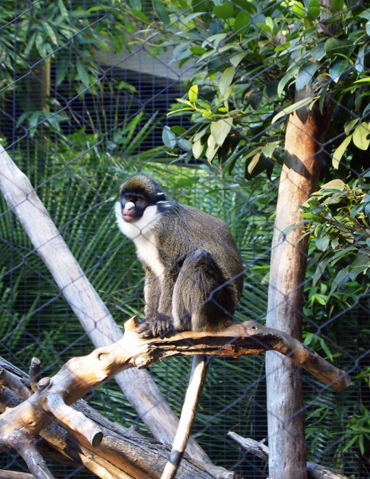 This one was called a Lesser Spot-nosed Guenon
