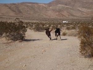 anza-borrego