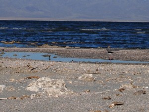 anza-borrego