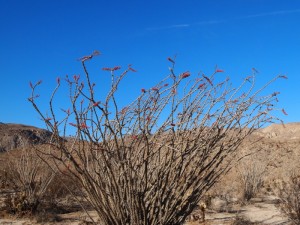 anza-borrego