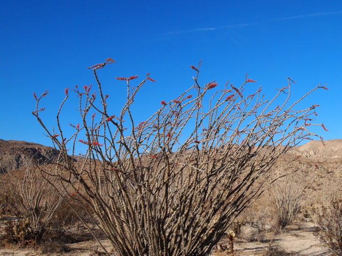 anza-borrego