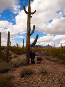 This saguaro must be 50 feet tall and 200 years old