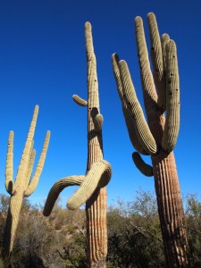 Saguaros are awesome