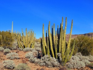 Organ Pipe Cactus National Monument