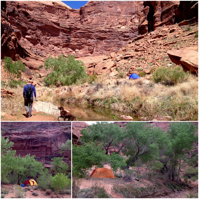 dog friendly hiking in moab