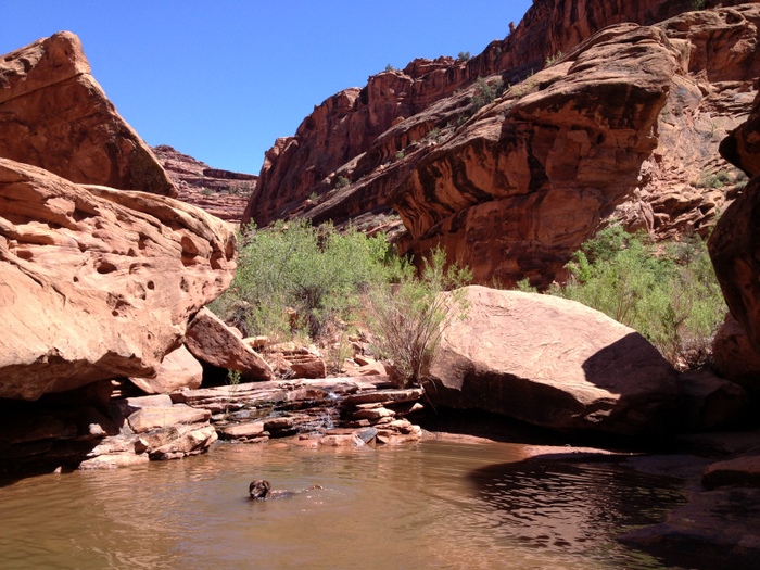 dog friendly hiking in moab