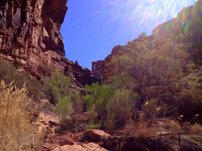 dog friendly hiking in moab