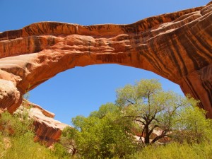 cedar mesa