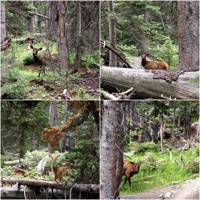 rocky mountain national park