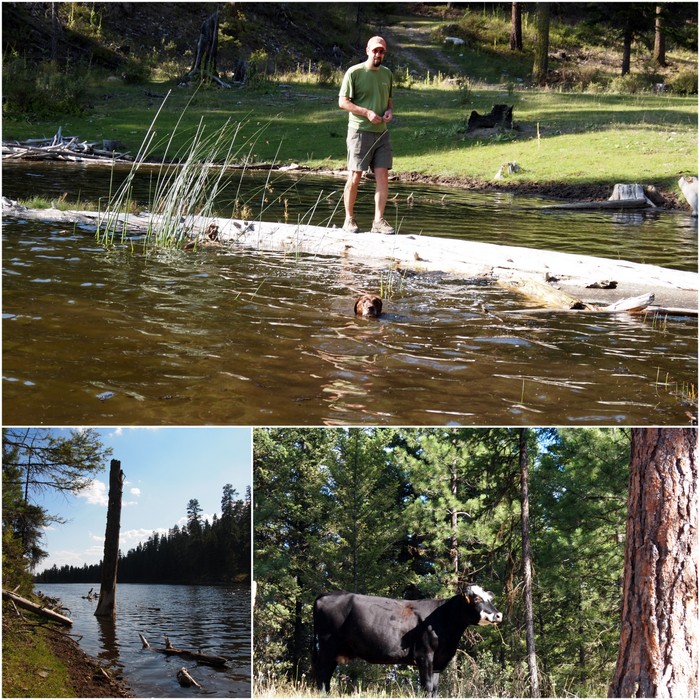 Log walking, swimming & cattle viewing