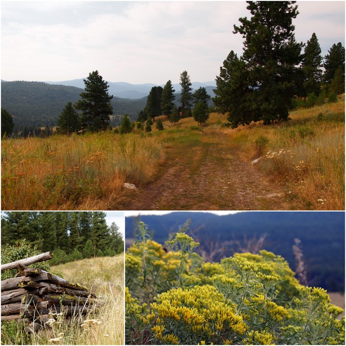 Trees, homesteads, & Sagebrush in bloom