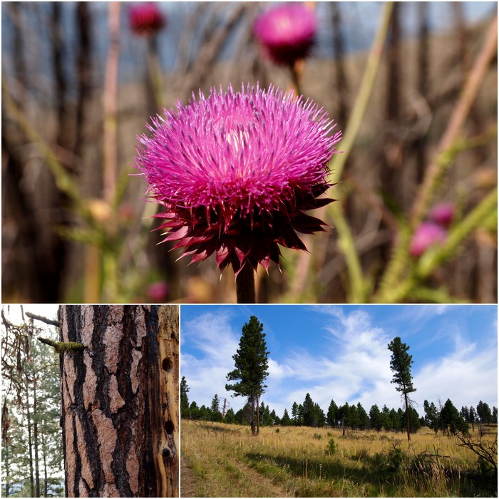 Flora & Fauna on the north side of the hill