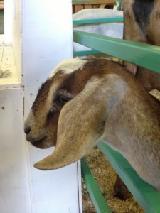 Western Montana Fair