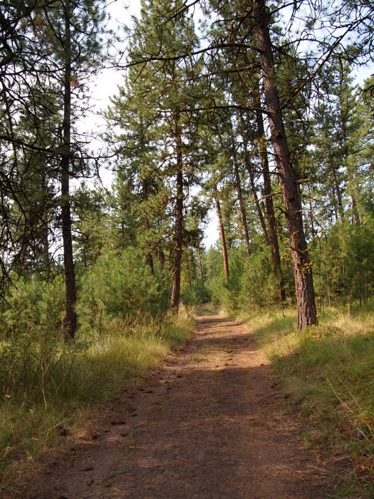 Tree-lined path