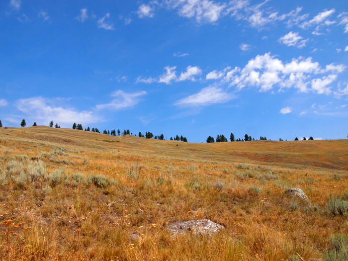 Trees on the ridge