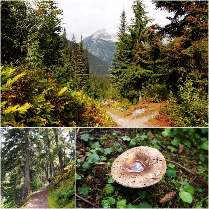 Glacier National Park, BC