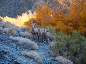 bishop, ca