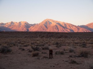 Bishop, ca