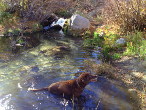 tuttle creek campground