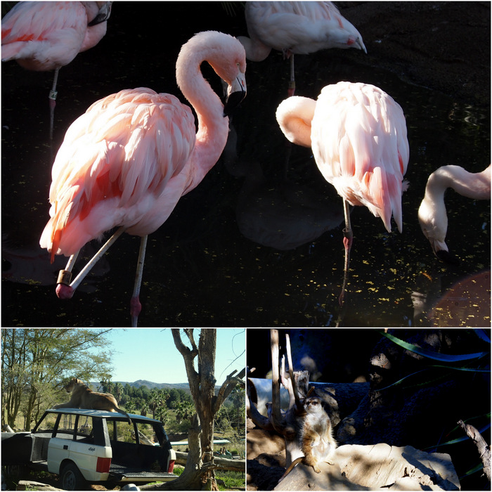 Flamingos, Reclining Lion, Meerkat