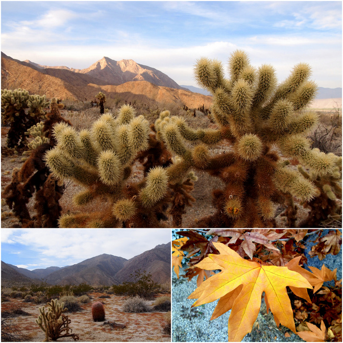Desert diversity