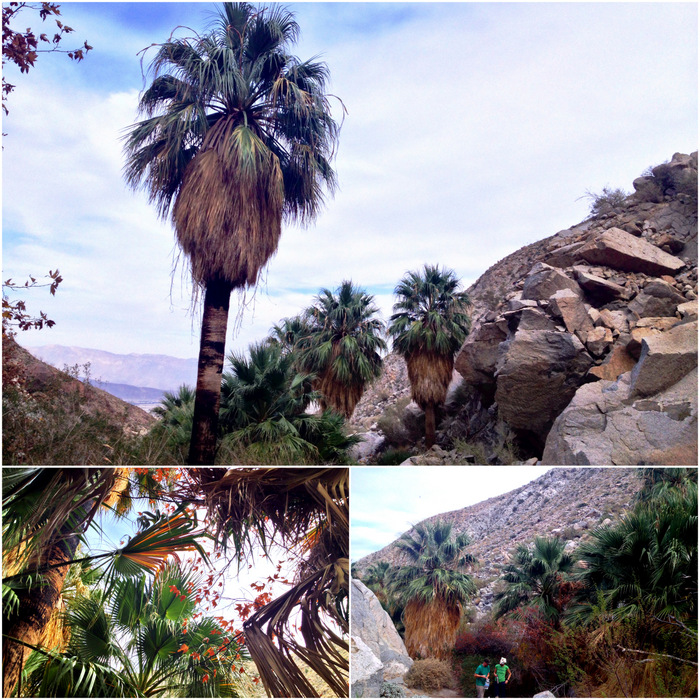 Native California Palms