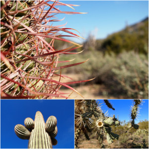 usery mountain regional park