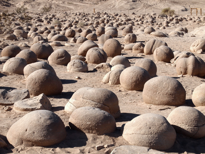A pumpkin patch in the desert
