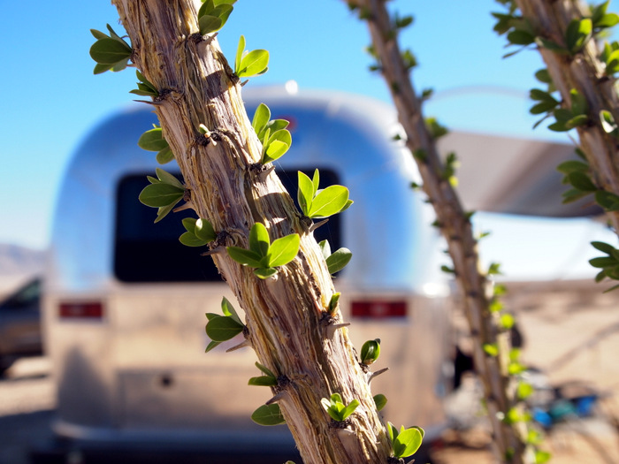 A little green goes a long way out here in the desert