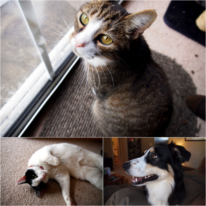 Bodie, Bandit, & Porter